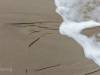 Strand bei Prerow