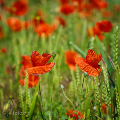 Auf dem Weg zum Strand