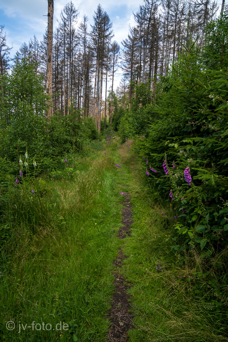 Waldweg bei Berlebeck