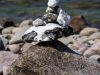 Am Strand von Hiddensee