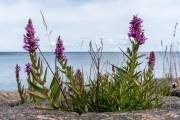 Am Strand von Degersand