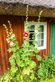 Skansen