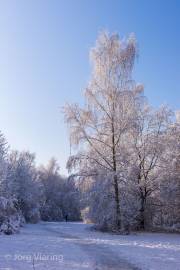 Seelhorster Forst