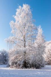 Seelhorster Forst