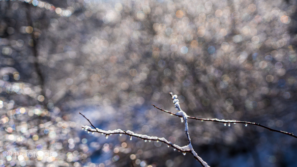 Winter in der Seelhorst
