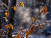 Winter in der Seelhorst