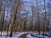 Winter in der Seelhorst