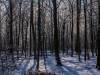 Winter in der Seelhorst