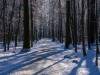 Winter in der Seelhorst