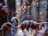 Winter in der Seelhorst