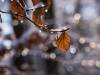 Winter in der Seelhorst