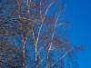 Winter in der Seelhorst