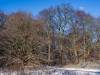 Winter in der Seelhorst