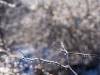 Winter in der Seelhorst