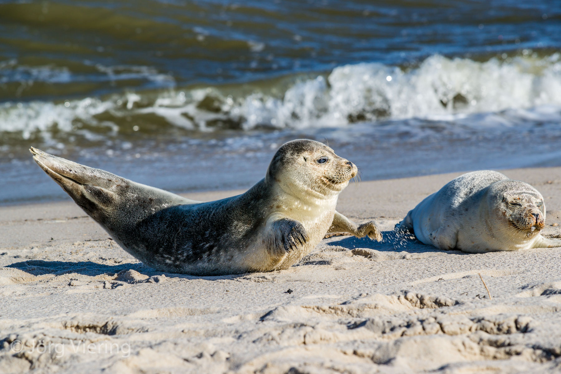 Seehunde am Strand von Sylt