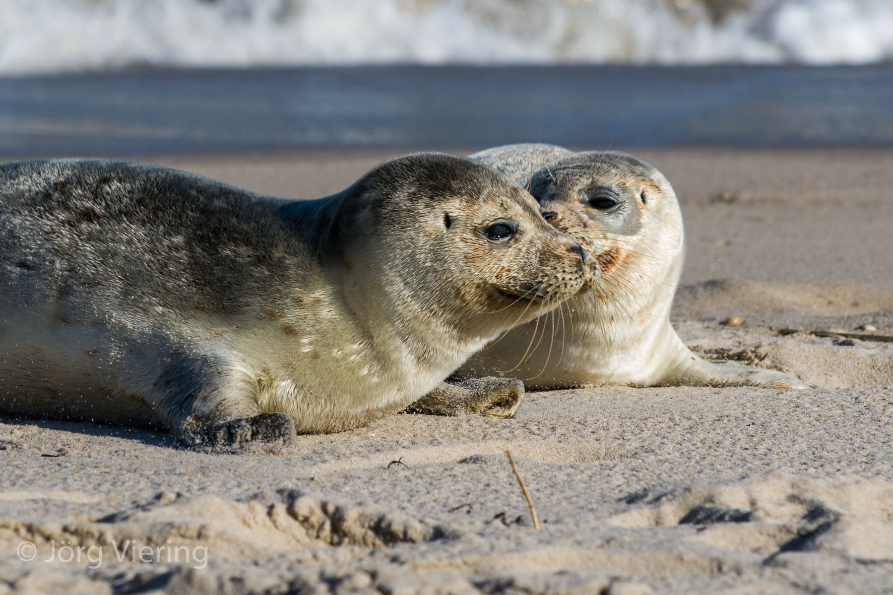 Seehunde am Strand von Sylt
