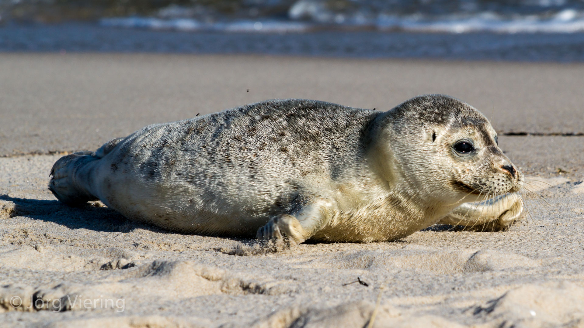 Seehunde am Strand von Sylt
