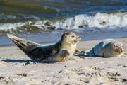 Seehunde am Strand von Sylt