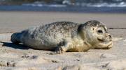 Seehunde am Strand von Sylt