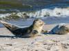 Seehunde am Strand von Sylt