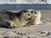 Seehunde am Strand von Sylt