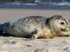 Seehunde am Strand von Sylt
