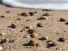 Am Strand des Sylter Ellenbogen