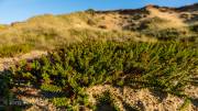 Strand von Wenningstedt
