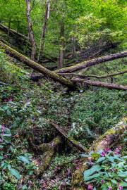 Bodetal