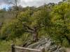 Bodetal