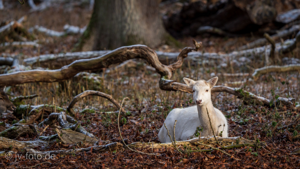 Tiergarten Dezember 2022