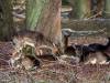 Tiergarten Dezember 2022