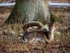 Tiergarten Dezember 2022