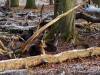 Tiergarten Dezember 2022