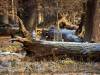 Tiergarten Dezember 2022
