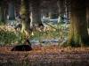 Tiergarten Dezember 2022