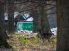 Tiergarten Dezember 2022