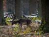 Tiergarten Dezember 2022