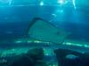 Dubai Aquarium