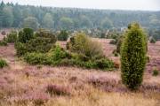Steingrund