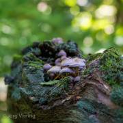 im Pilzlehrwald