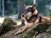 Timberwolf