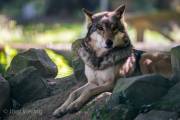 Timberwolf