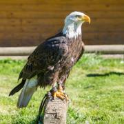 Seeadler