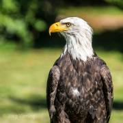 Seeadler