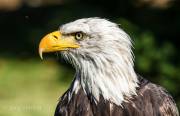 Seeadler