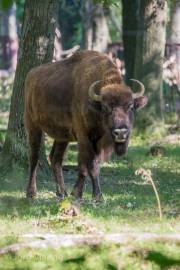 Wisent