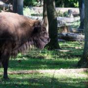 Wisent