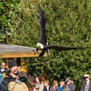 Flugvorführung