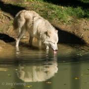 Polarwolf